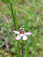 Caladenia variegata