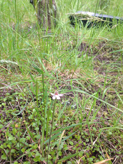 Caladenia variegata