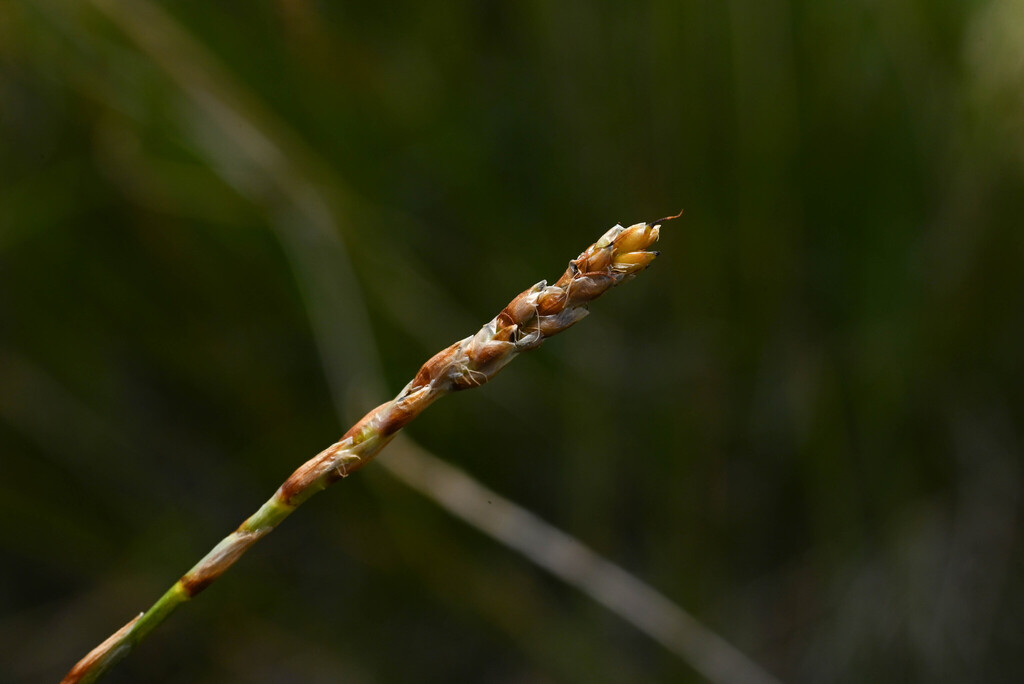 Carex myosuroides; photograph (c) Anders Hastings, some rights reserved (CC BY)