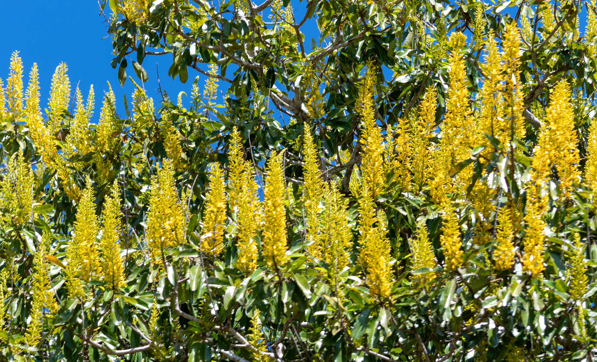 Vochysia divergens