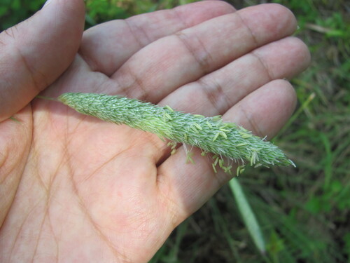 Phalaris paradoxa iNat (1)
