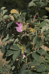 Rosa heckeliana, photograph (c) fmunoz, some rights reserved (CC BY)