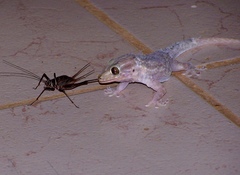 Tarentola americana