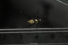 Neoclytus hoegei