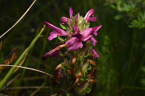scalloped-leaved lousewort (Pedicularis crenulata)