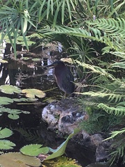 Butorides virescens image