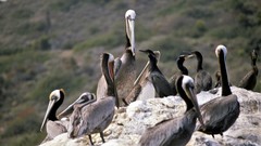 Pelecanus occidentalis