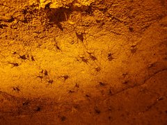 Hadenoecus subterraneus