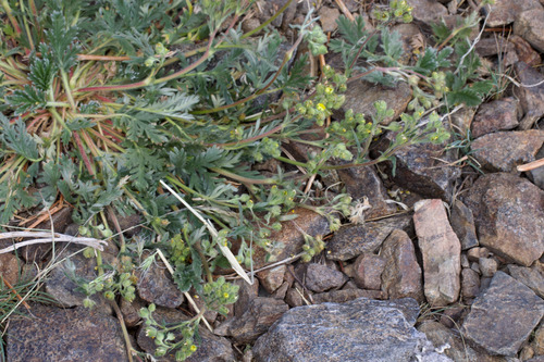 Jepson's Cinquefoil (Potentilla jepsonii)