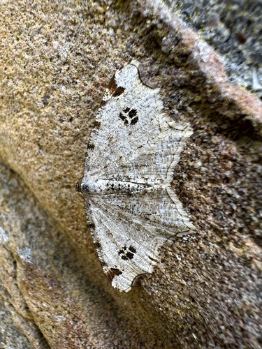 Peacock Moth, Schiermonnikoog, Schiermonnikoog, Provinz Friesland, NL, photo 7 of 10