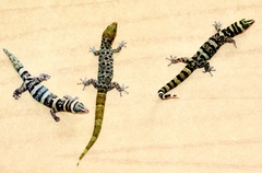 Sphaerodactylus nigropunctatus alayoi