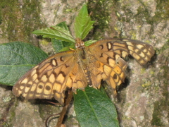 Euptoieta claudia