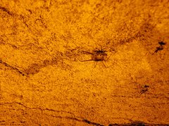 Hadenoecus subterraneus