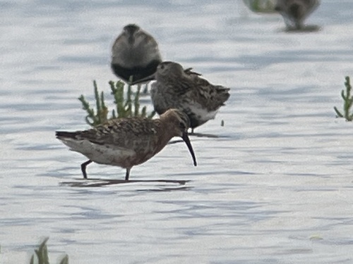 Curlew Sandpiper, Nordsee, Provinz Friesland, NL, photo 8 of 10