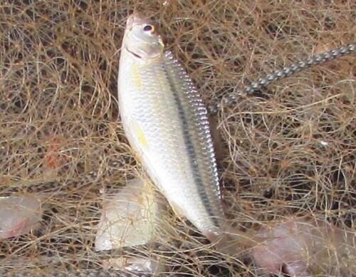 Elegant curimata (Steindachnerina elegans) — Curimatidae — 3