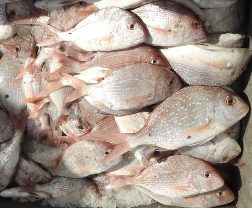 Bluepointed porgy (Pagrus caeruleostictus) — Sparidae — 4