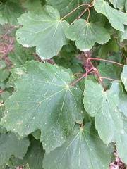 Acer