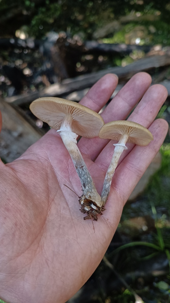 Armillaria procera