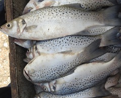 Spotted Seabass photo 2