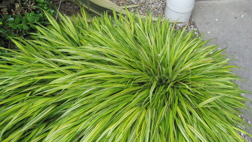 Hakonechloa macra iNat (1)