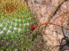 Mammillaria columbiana yucatanensis