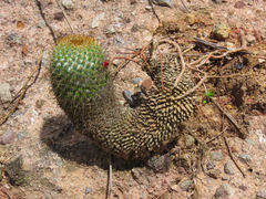 Mammillaria columbiana yucatanensis