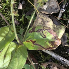 Phytomyza crassiseta