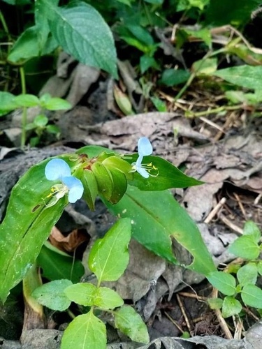 Swamp Dayflower
