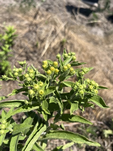 Pentanema germanicum, photograph 3