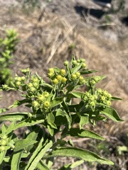 Pentanema germanicum, photograph Наталья Пикалова, CC BY, iNaturalist via GBIF
