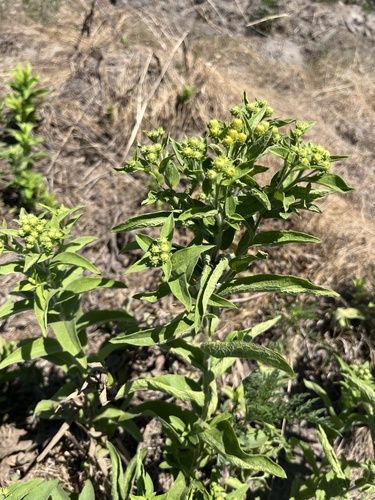 Pentanema germanicum, photograph 4