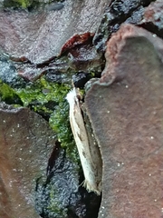 Erechthias fulguritella