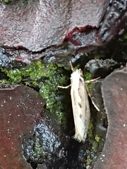 Erechthias fulguritella