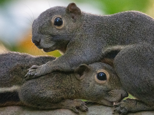 Plantain Squirrel, Vigilante Dr, Kent Ridge Park, Singapore 118176, photo 10 of 10