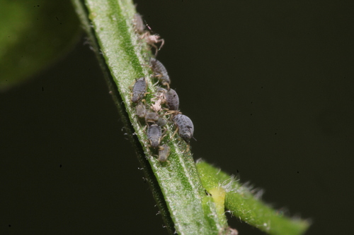 Laburnum aphid