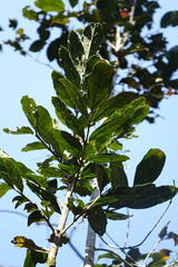 Colea