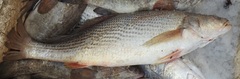 Cassava Croaker photo 1
