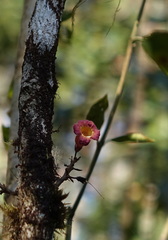 Colea
