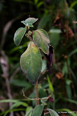 Streptocarpus hilsenbergii image