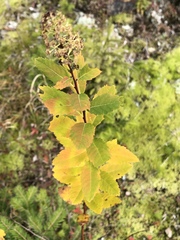 Spiraea alba latifolia