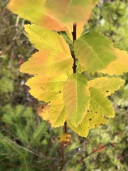 Spiraea alba latifolia