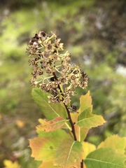 Spiraea alba latifolia