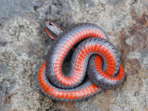 Red-bellied Snake (Storeria occipitomaculata), a species recorded in Ohio