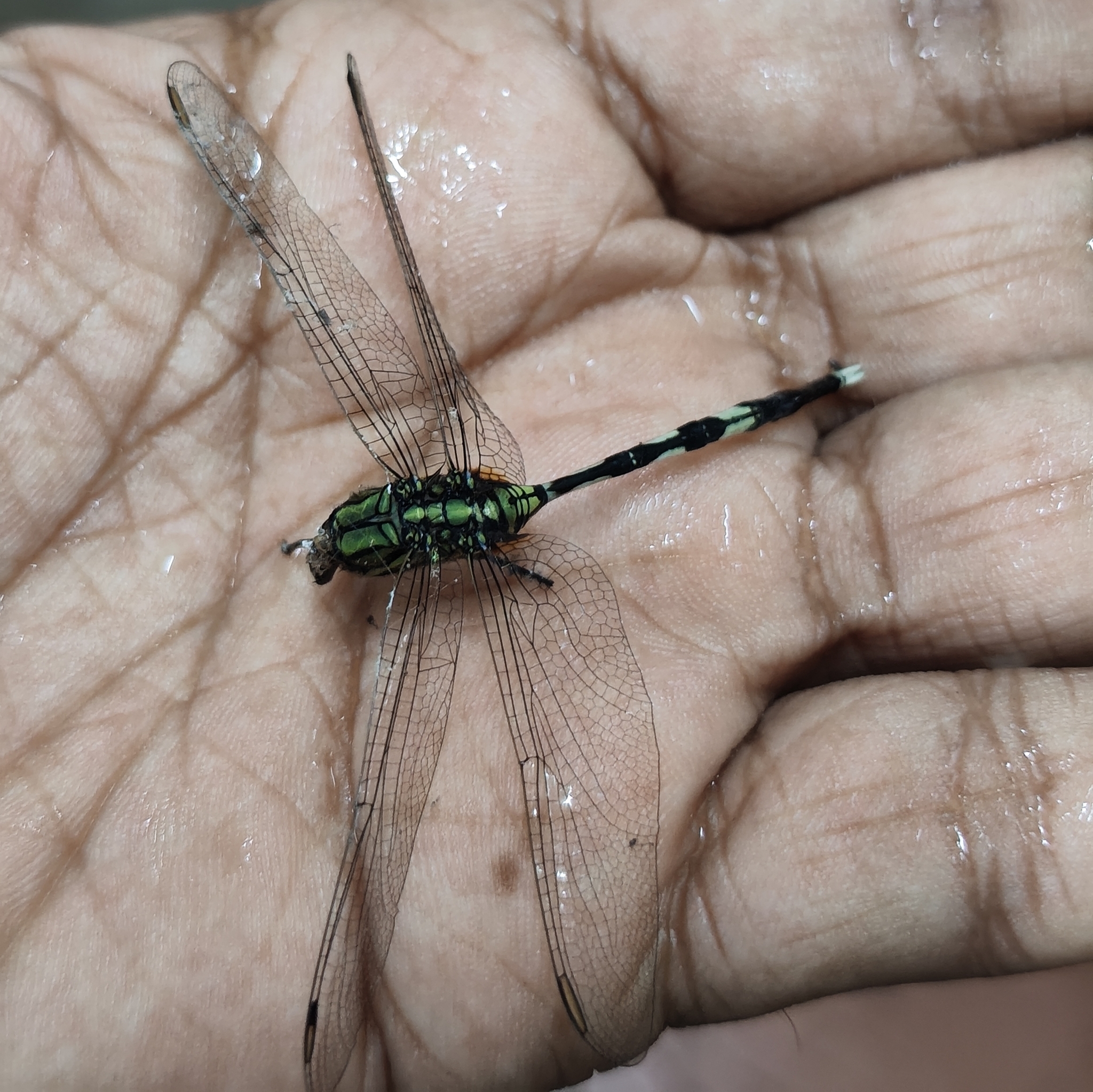 Slender Skimmer