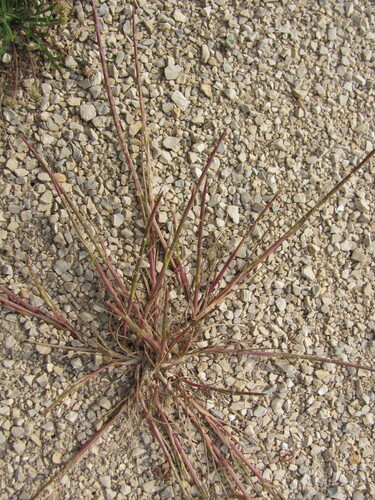 Hainardia cylindrica iNat (3)