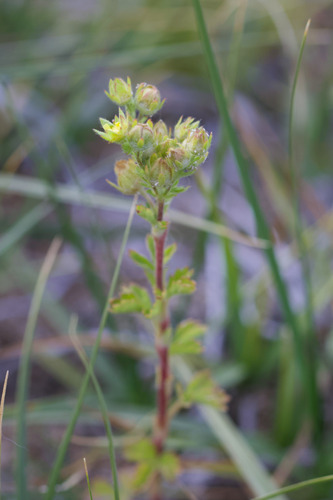 biennial cinquefoil (Potentilla biennis)