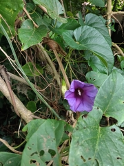 Ipomoea lindenii image