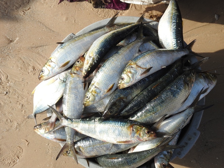 Clupeoidei from Nouakchott, Mauritanie on March 9, 2016 at 0619 PM by