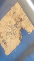 Latrodectus geometricus