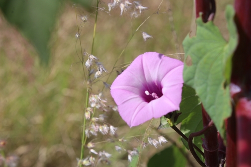 Ipomoea trifida iNat (3)